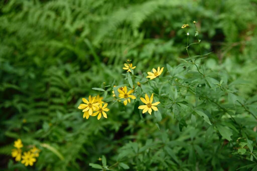 Fox Trot Cabin Meadows of Dan Ngoại thất bức ảnh