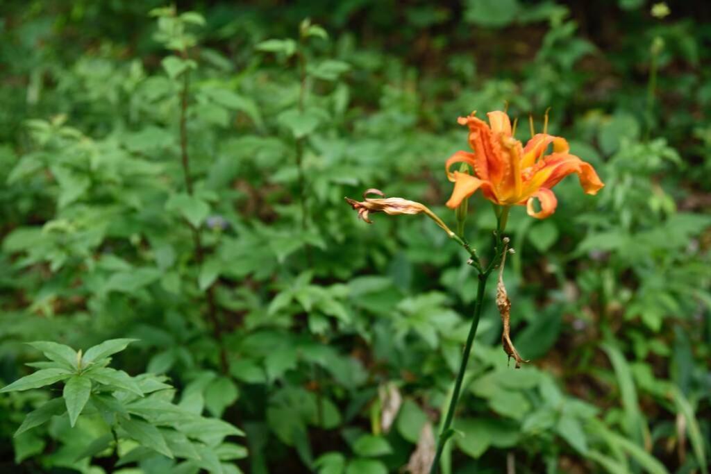 Fox Trot Cabin Meadows of Dan Ngoại thất bức ảnh